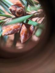 Pseudotsuga menziesii