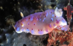 Goniobranchus thompsoni