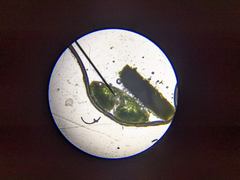 Pseudotsuga menziesii