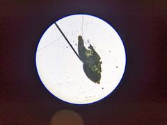 Pseudotsuga menziesii