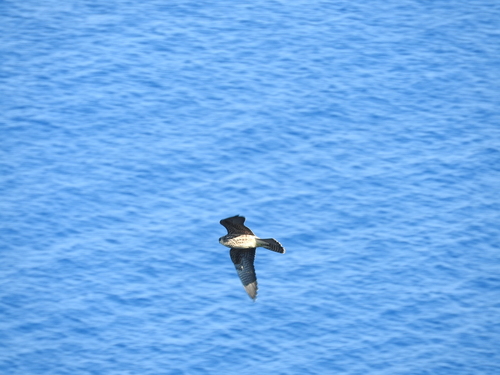 Falco eleonorae