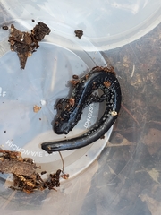 Plethodon variolatus