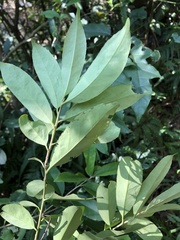 Ilex formosana