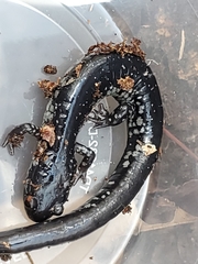 Plethodon variolatus