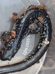 Plethodon variolatus