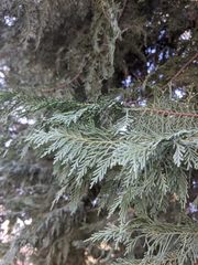 Cupressus × leylandii