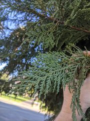 Cupressus × leylandii