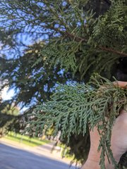 Cupressus × leylandii
