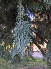 Cupressus × leylandii