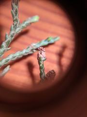 Cupressus × leylandii