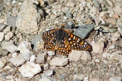 Euphydryas chalcedona klotsi