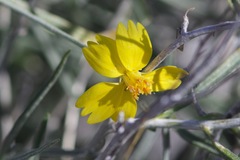 Psilostrophe cooperi