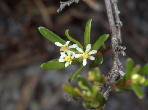 Pseudanthus orientalis F.Muell.