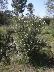 Ageratina brevipes