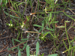 Pseudanthus orientalis