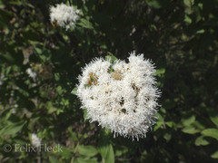 Ageratina brevipes