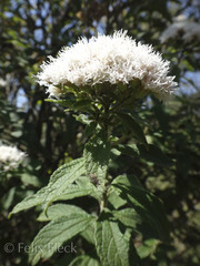 Ageratina brevipes
