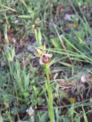 Ophrys sphegodes passionis