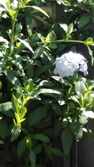 Plumbago auriculata