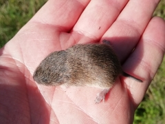 Microtus lusitanicus