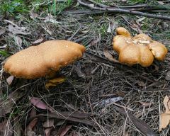 Gymnopilus allantopus