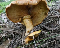 Gymnopilus allantopus