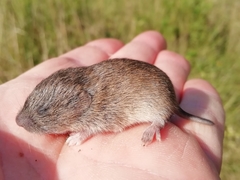 Microtus lusitanicus