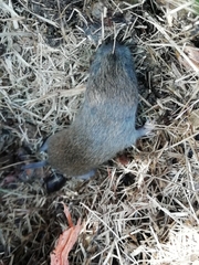 Microtus lusitanicus