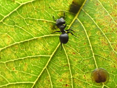 Cephalotes pusillus