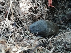 Microtus lusitanicus