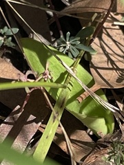 Cryptostylis subulata