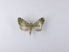 Pasiphila semochlora