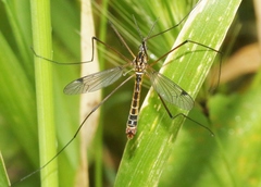 Tipula californica
