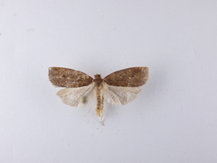 Planotortrix