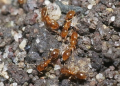 Solenopsis molesta