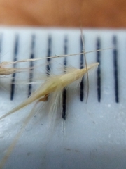 Rytidosperma unarede