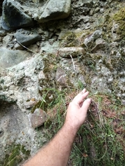 Rytidosperma unarede