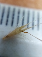 Rytidosperma unarede