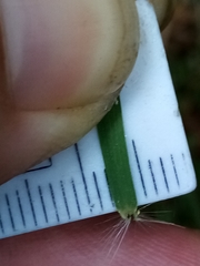 Rytidosperma unarede