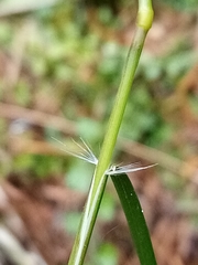 Rytidosperma unarede