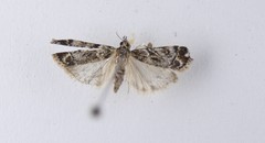 Eudonia minualis