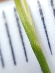 Rytidosperma unarede