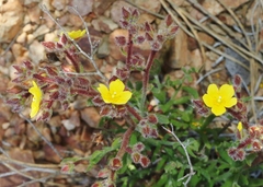 Crocanthemum greenei