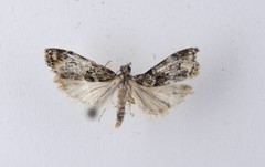 Eudonia minualis