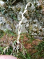 Rytidosperma unarede