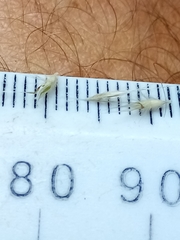 Rytidosperma unarede