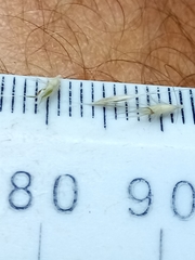 Rytidosperma unarede