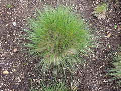 Festuca roemeri roemeri