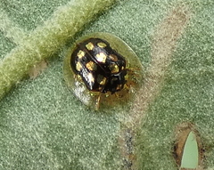 Plagiometriona microcera