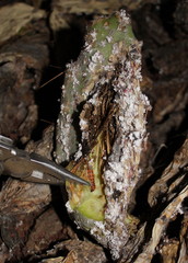 Cactoblastis cactorum